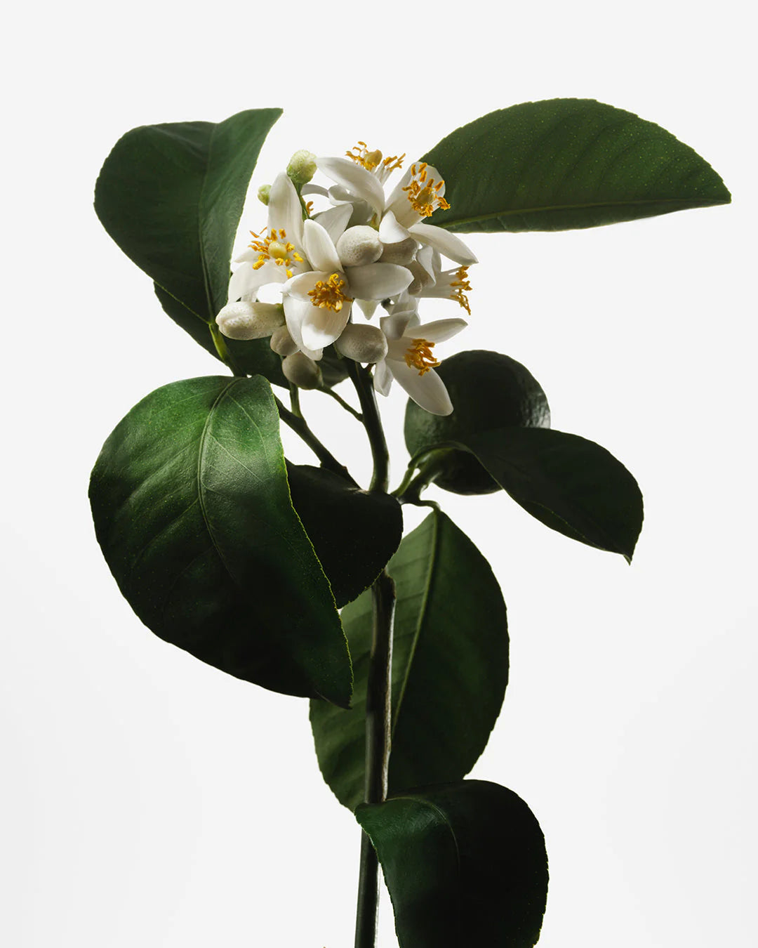 Naked Neroli Nutrient-Rich Body Cream