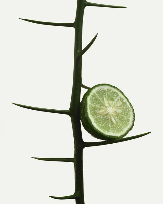 Bergamot Bond Nutrient-Rich Body Cream