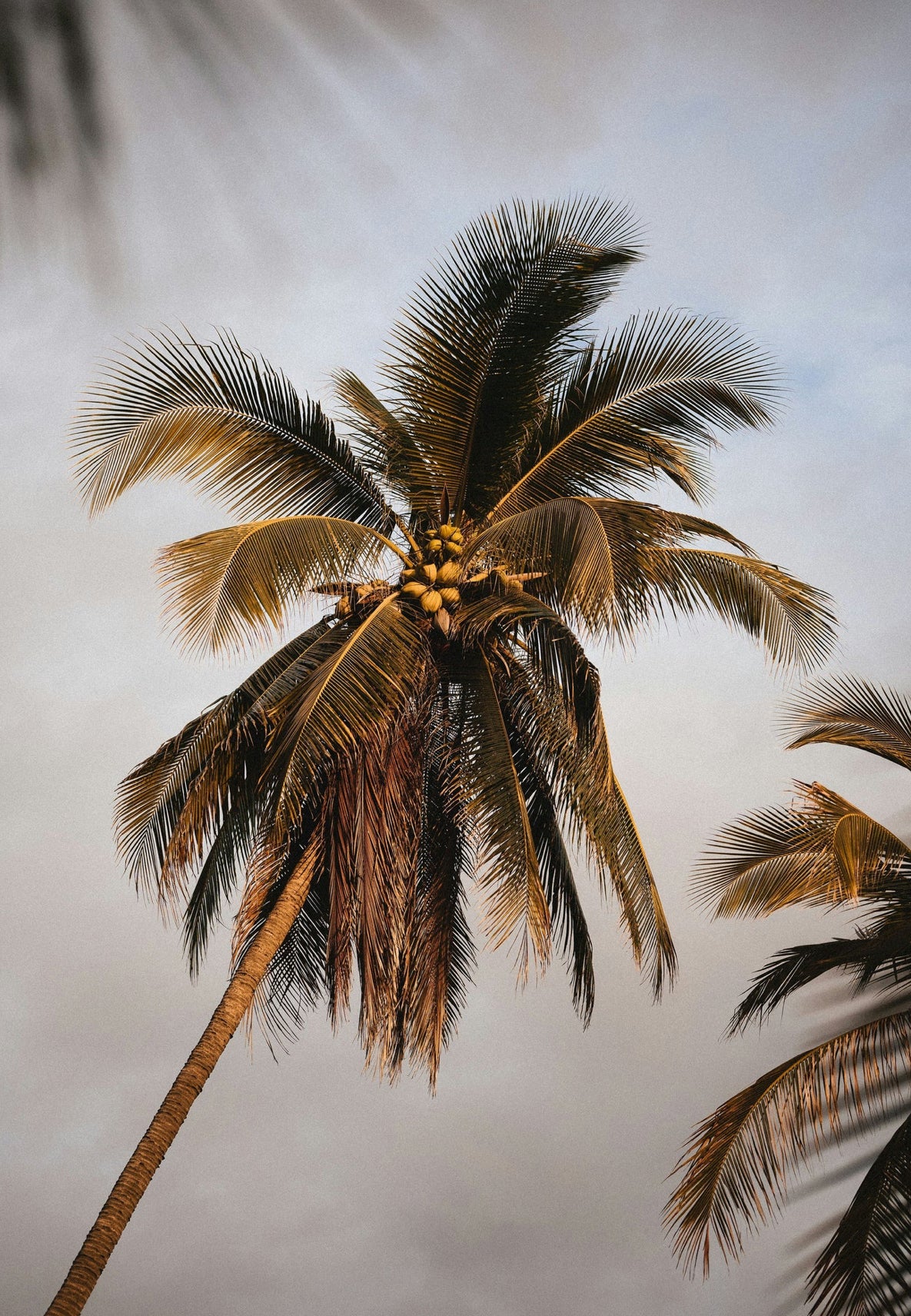 Sand + Fog Coconut & Sandalwood Perfume Oil (50ml Dropper)