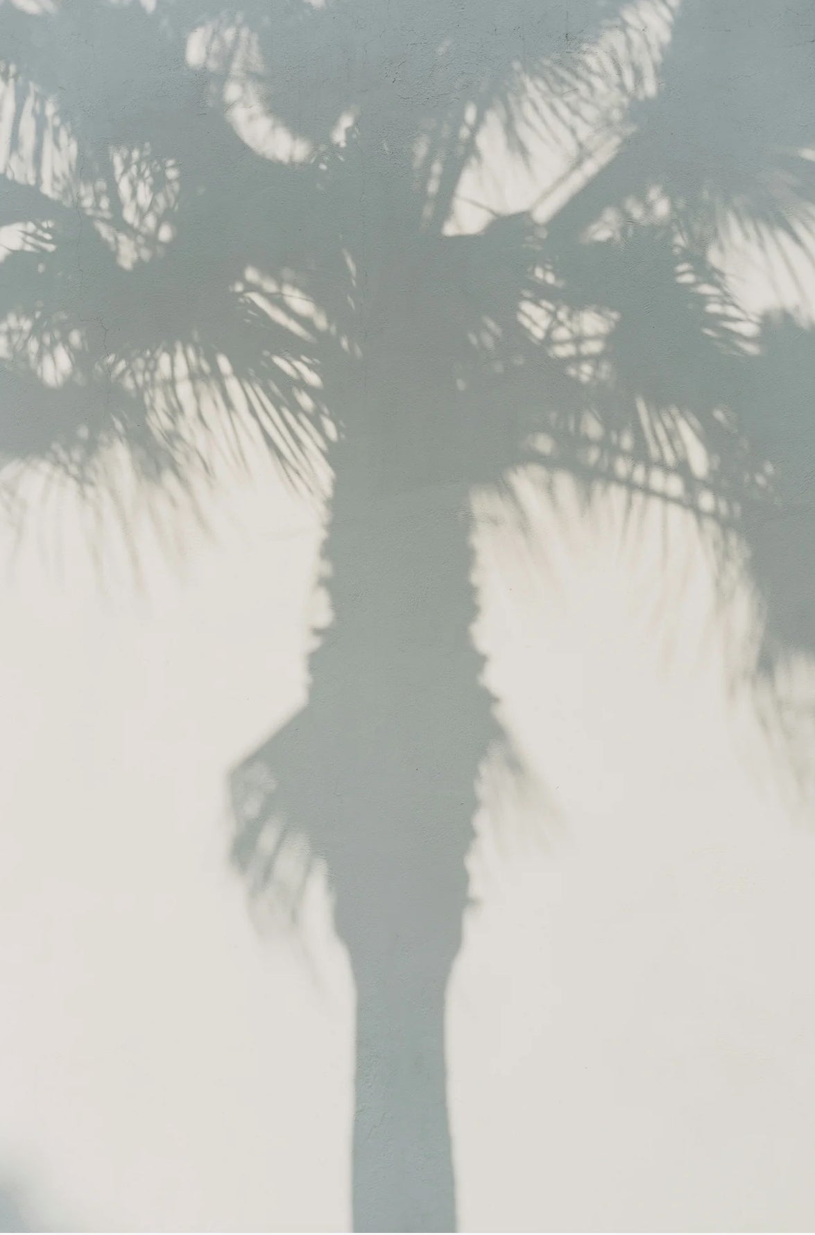 Sand + Fog White Palm Perfume Oil (50ml Dropper)