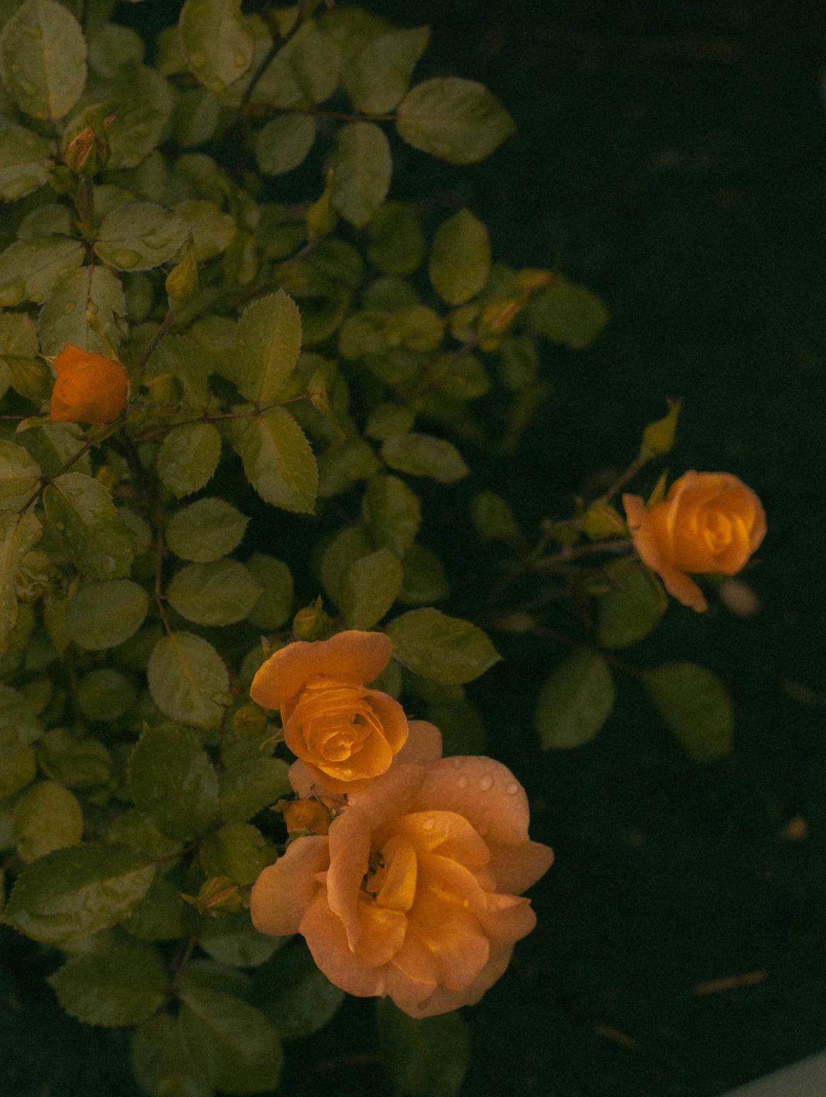 Sand & Fog - Rosewood 50ml Perfume Oil Rollerball